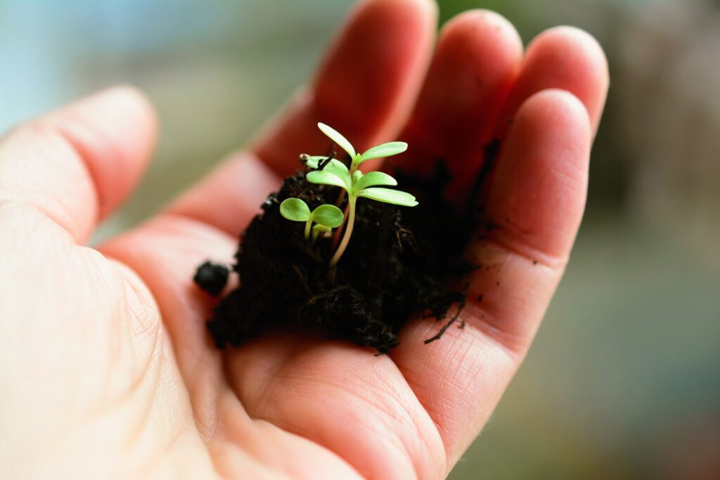 PLANTITA EN MANO